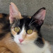ARWEN