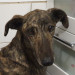 Adopta a BENJAMÍN
